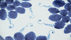 budo_banner